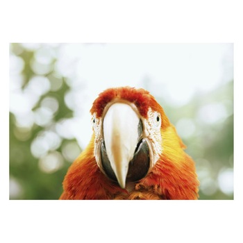 Fototapet Pasari-&-Fluturi - BL-042, 70 x 100 cm Fototapet Pasari-&-Fluturi - BL-042, 70 x 100 cm