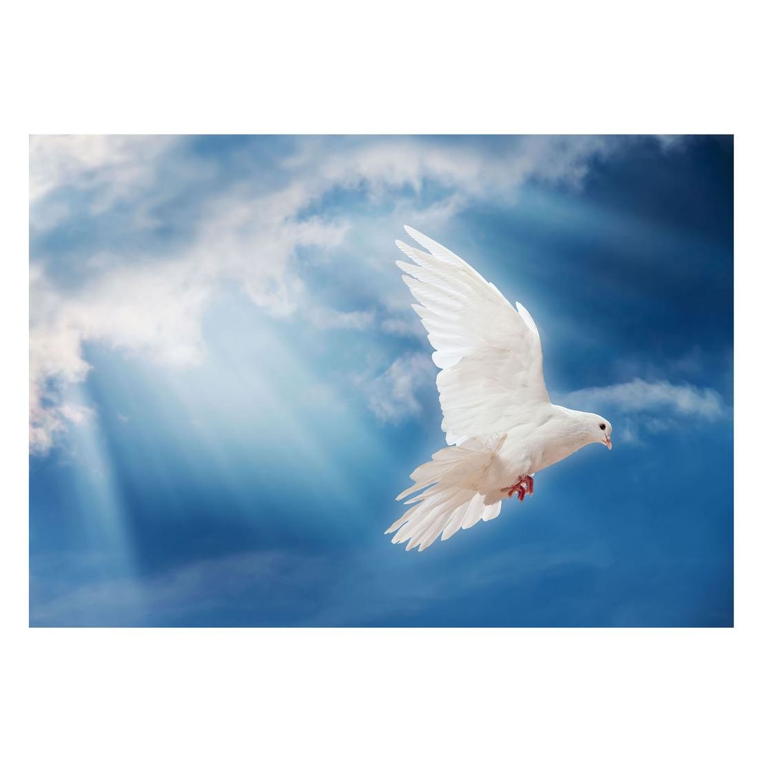 Fototapet Pasari-&-Fluturi - BL-062, 70 x 100 cm