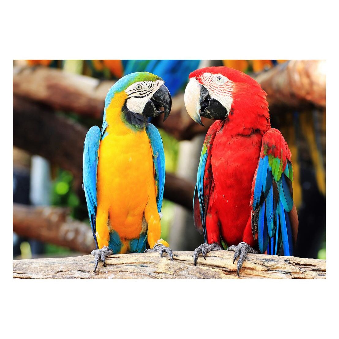 Fototapet Pasari-&-Fluturi - BL-027, 70 x 100 cm