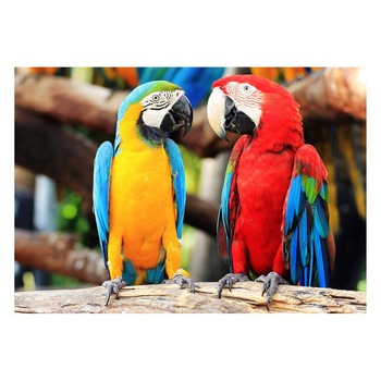 Fototapet Pasari-&-Fluturi - BL-027, 70 x 100 cm Fototapet Pasari-&-Fluturi - BL-027, 70 x 100 cm