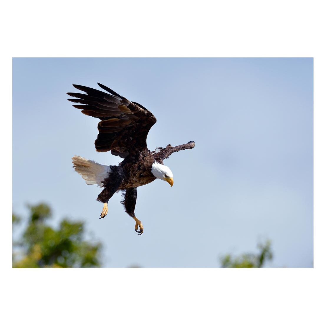 Fototapet Pasari-&-Fluturi - BL-094, 70 x 100 cm