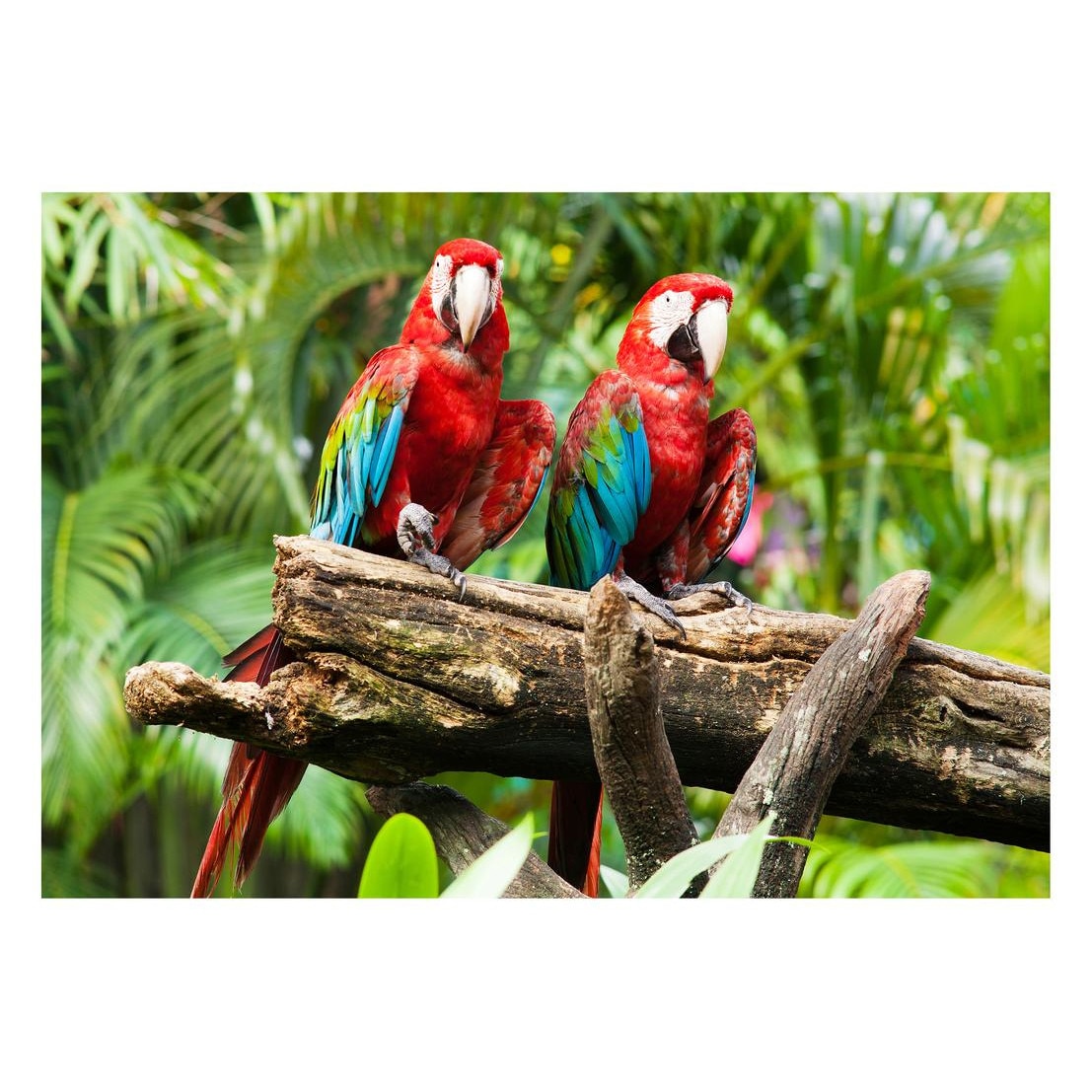 Fototapet Pasari-&-Fluturi - BL-022, 70 x 100 cm