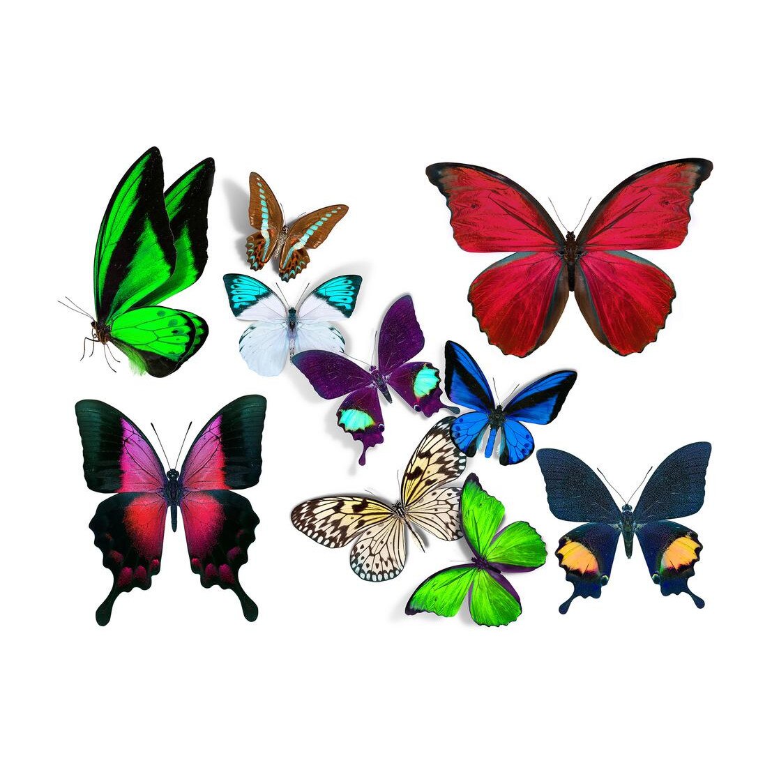 Fototapet Pasari-&-Fluturi - BL-100, 70 x 100 cm