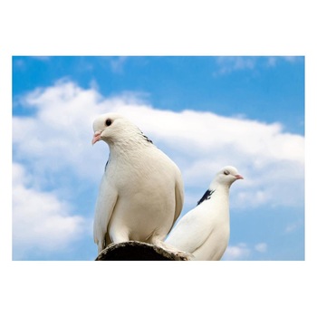 Fototapet Pasari-&-Fluturi - BL-067, 70 x 100 cm Fototapet Pasari-&-Fluturi - BL-067, 70 x 100 cm