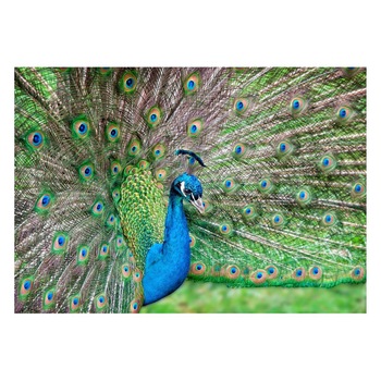 Fototapet Pasari-&-Fluturi - BL-052, 70 x 100 cm Fototapet Pasari-&-Fluturi - BL-052, 70 x 100 cm