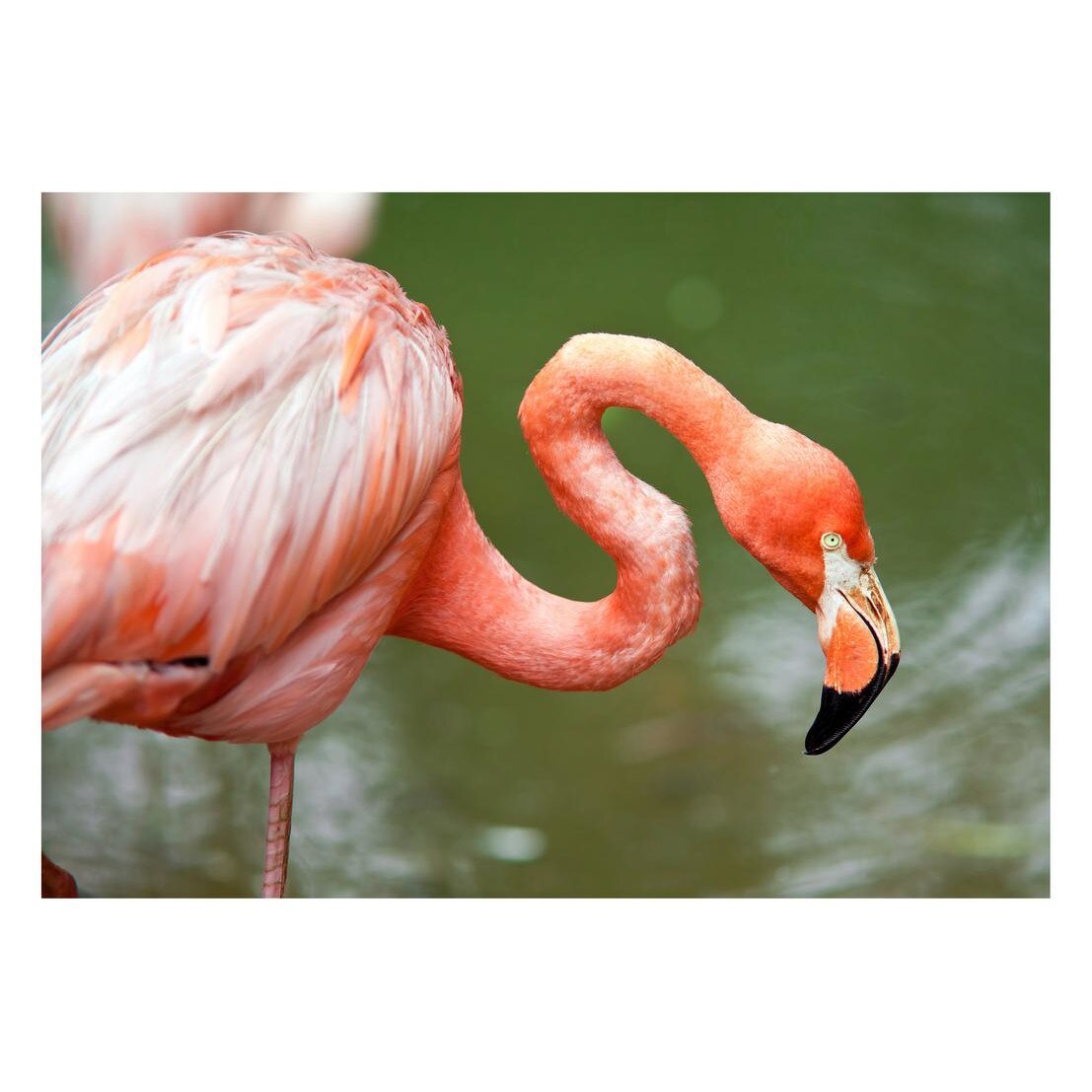 Fototapet Pasari-&-Fluturi - BL-074, 70 x 100 cm