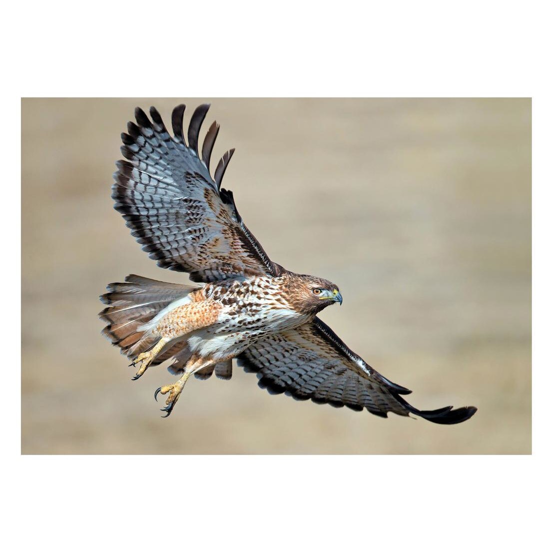 Fototapet Pasari-&-Fluturi - BL-096, 70 x 100 cm