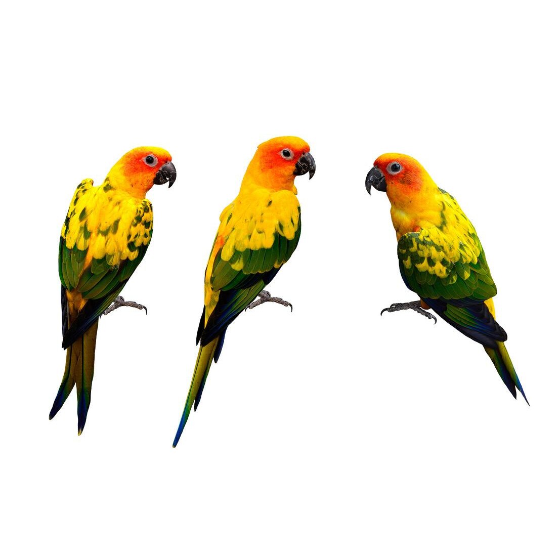 Fototapet Pasari-&-Fluturi - BL-045, 70 x 100 cm