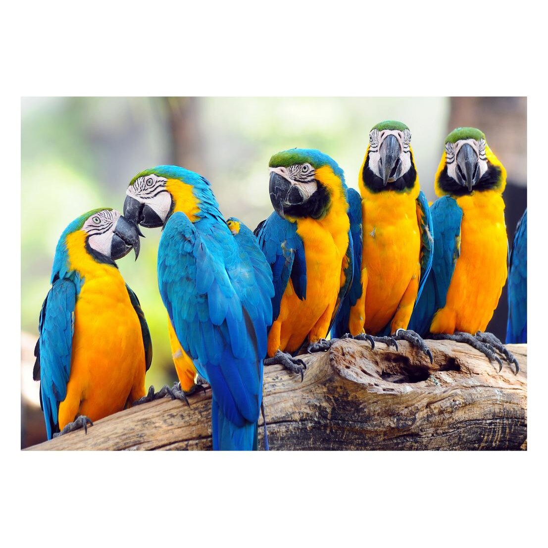 Fototapet Pasari-&-Fluturi - BL-019, 70 x 100 cm