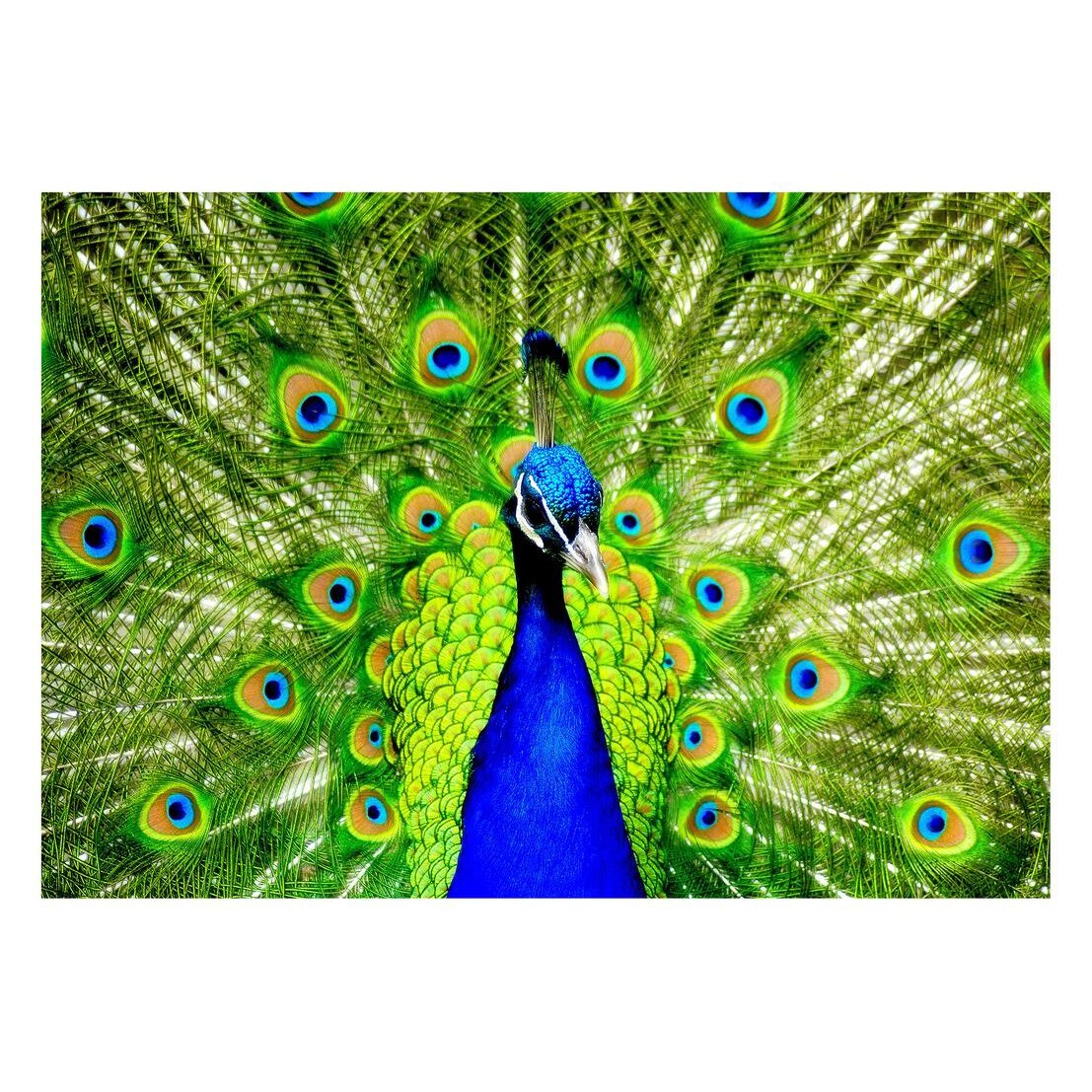 Fototapet Pasari-&-Fluturi - BL-054, 70 x 100 cm