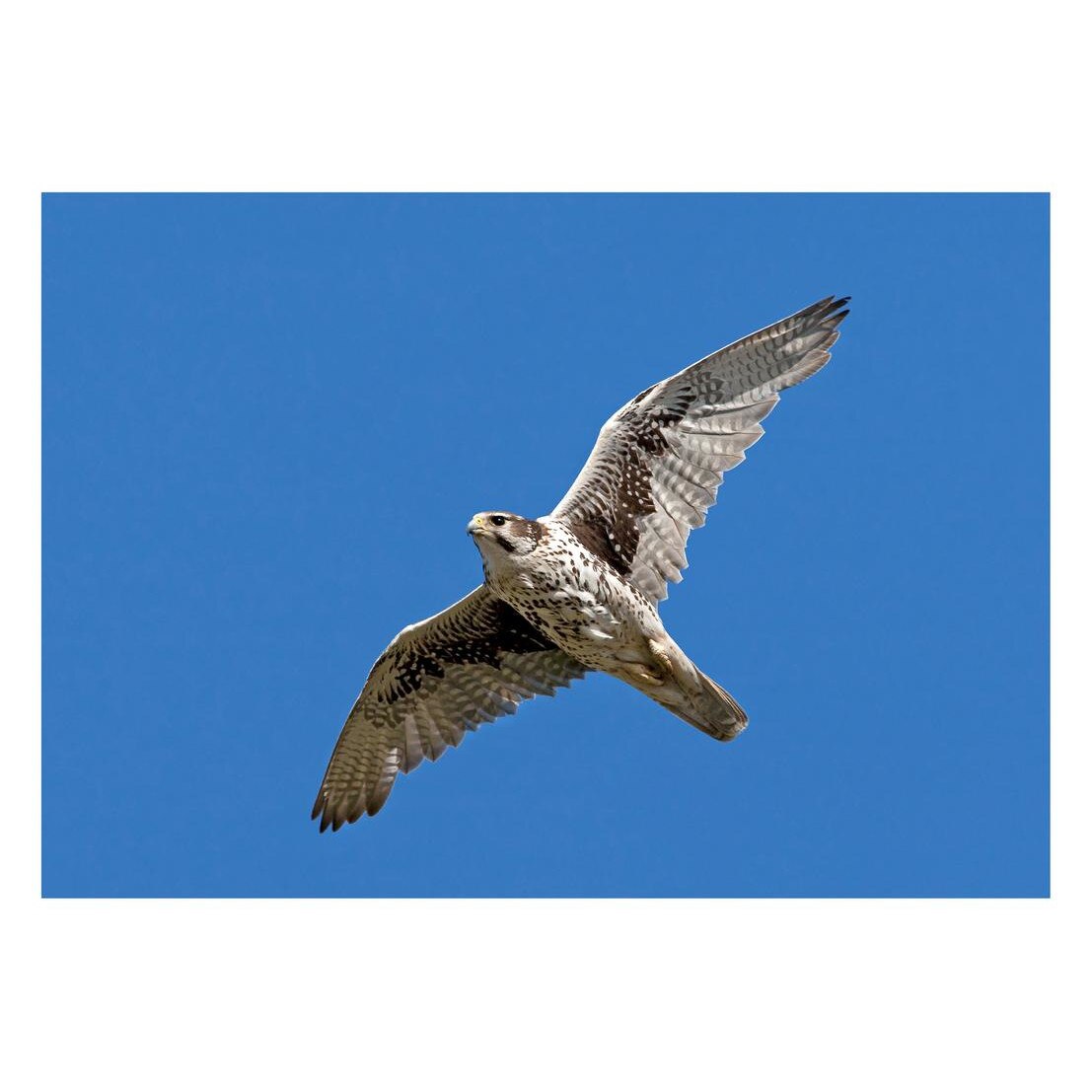 Fototapet Pasari-&-Fluturi - BL-095, 70 x 100 cm