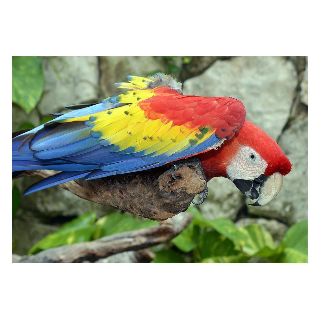 Fototapet Pasari-&-Fluturi - BL-033, 70 x 100 cm