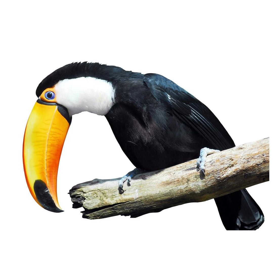 Fototapet Pasari-&-Fluturi - BL-072, 70 x 100 cm