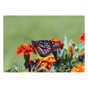 Fototapet Pasari-&-Fluturi - BL-110, 70 x 100 cm Fototapet Pasari-&-Fluturi - BL-110, 70 x 100 cm