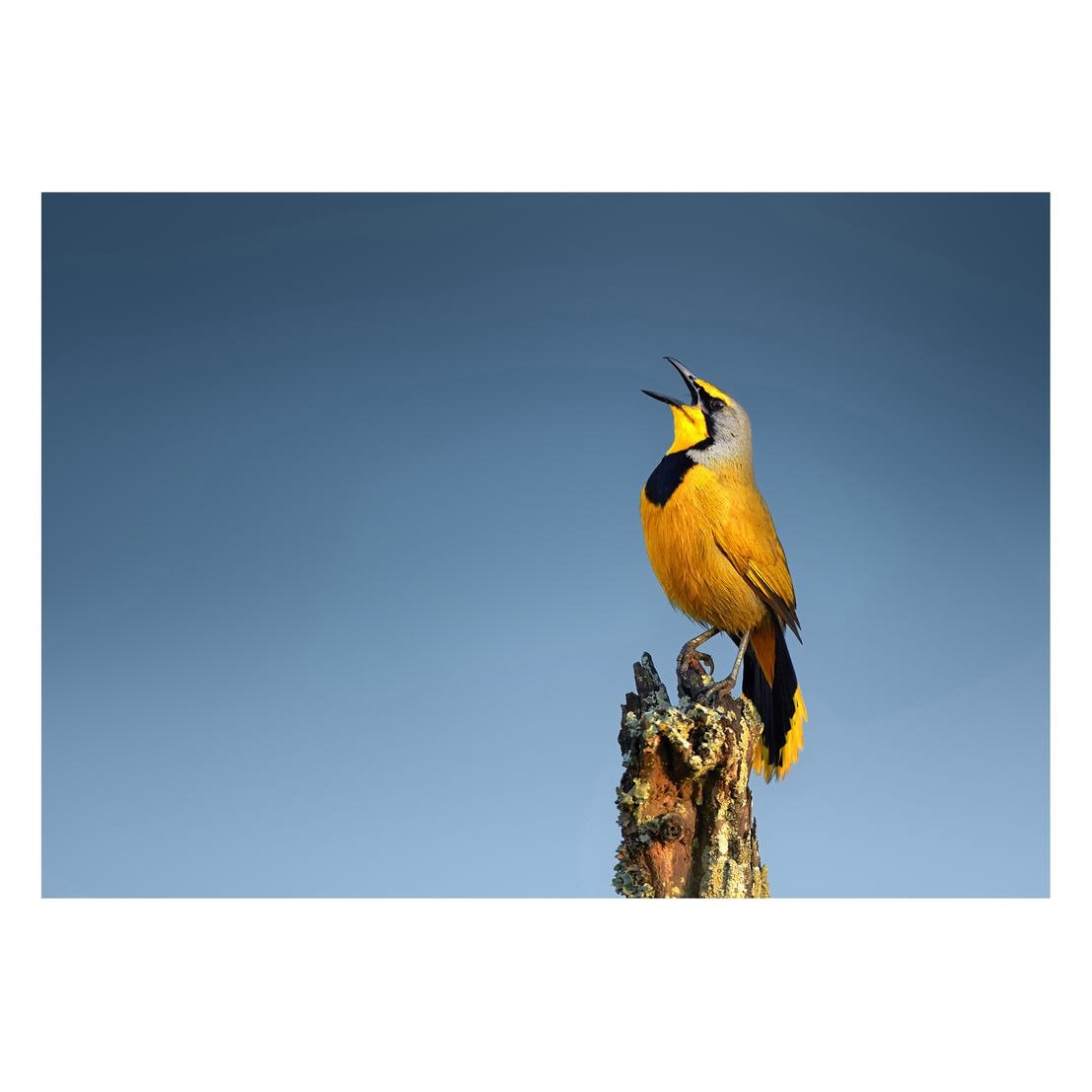 Fototapet Pasari-&-Fluturi - BL-079, 70 x 100 cm