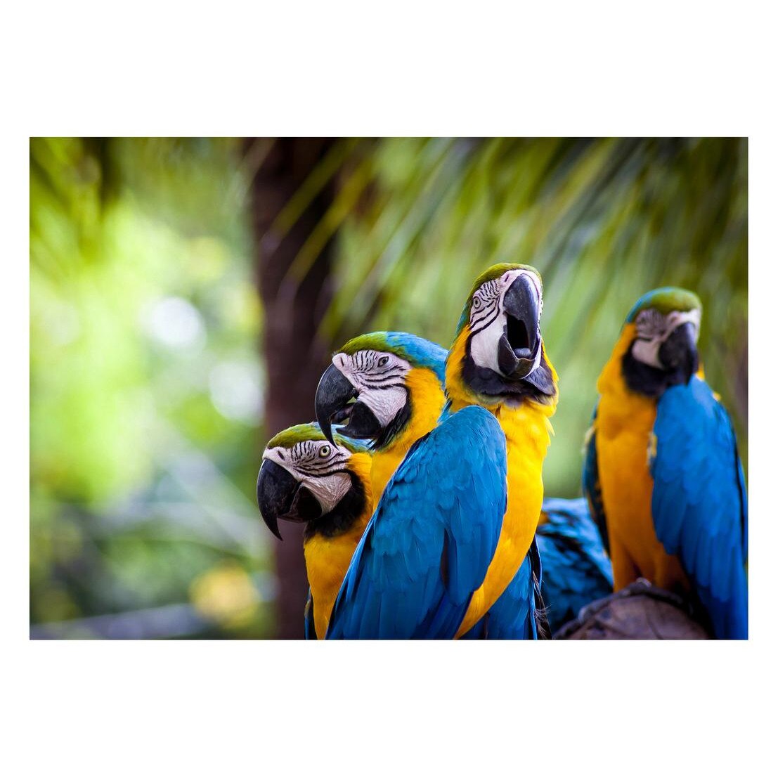 Fototapet Pasari-&-Fluturi - BL-025, 70 x 100 cm