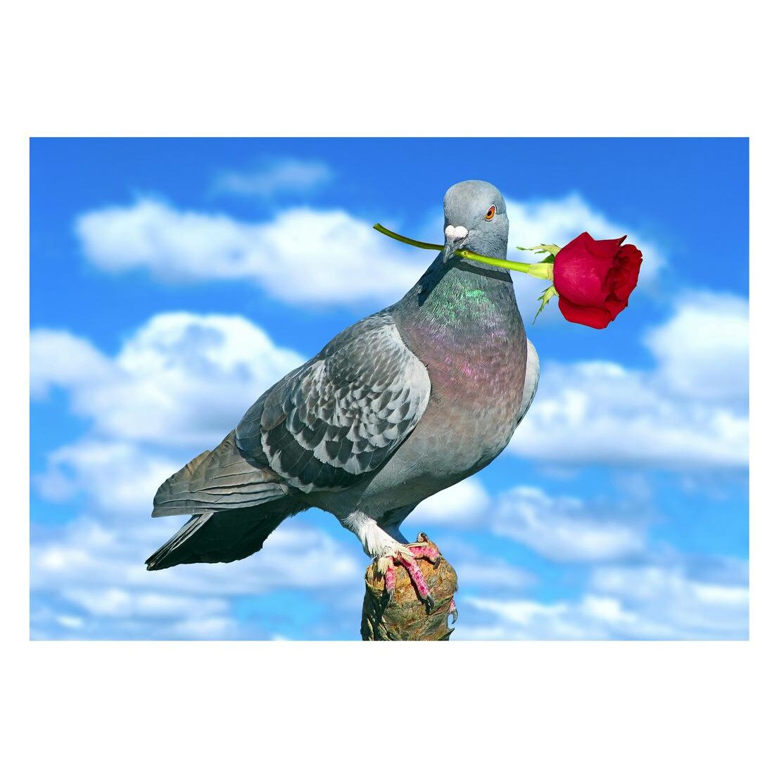 Fototapet Pasari-&-Fluturi - BL-066, 70 x 100 cm