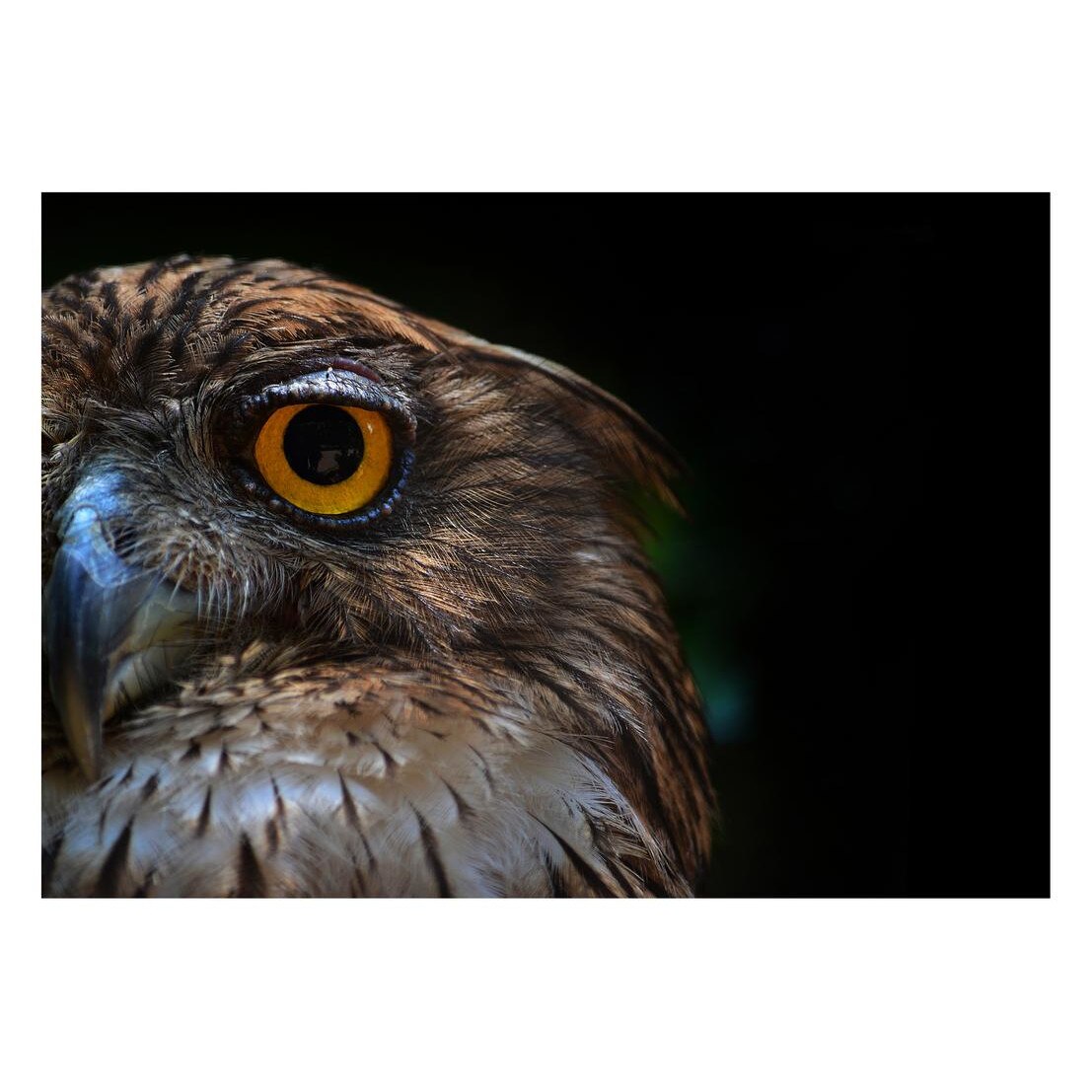 Fototapet Pasari-&-Fluturi - BL-005, 70 x 100 cm