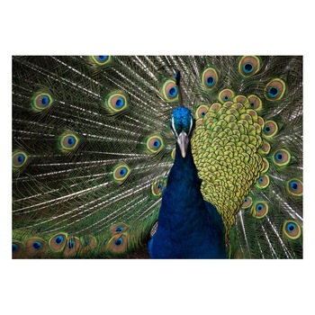 Fototapet Pasari-&-Fluturi - BL-047, 70 x 100 cm Fototapet Pasari-&-Fluturi - BL-047, 70 x 100 cm