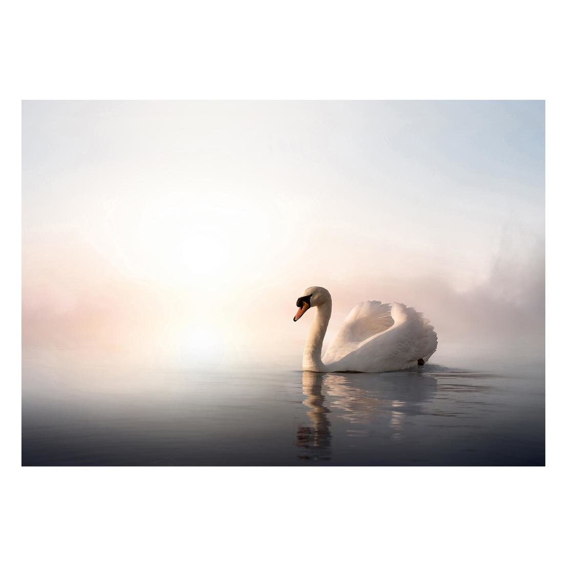 Fototapet Pasari-&-Fluturi - BL-075, 70 x 100 cm