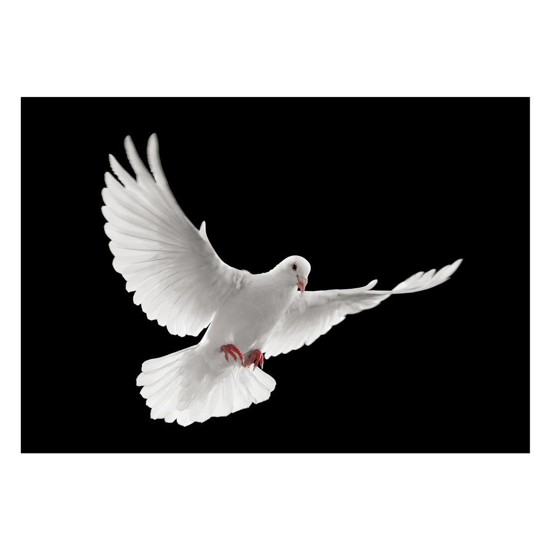 Fototapet Pasari-&-Fluturi - BL-070, 70 x 100 cm