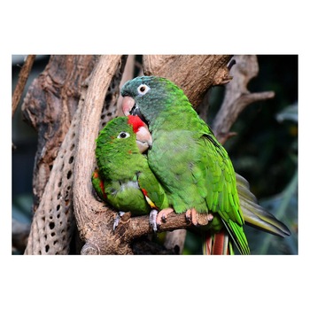 Fototapet Pasari-&-Fluturi - BL-038, 70 x 100 cm Fototapet Pasari-&-Fluturi - BL-038, 70 x 100 cm