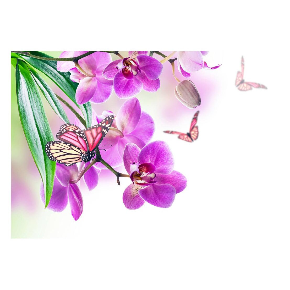 Fototapet Pasari-&-Fluturi - BL-132, 70 x 100 cm