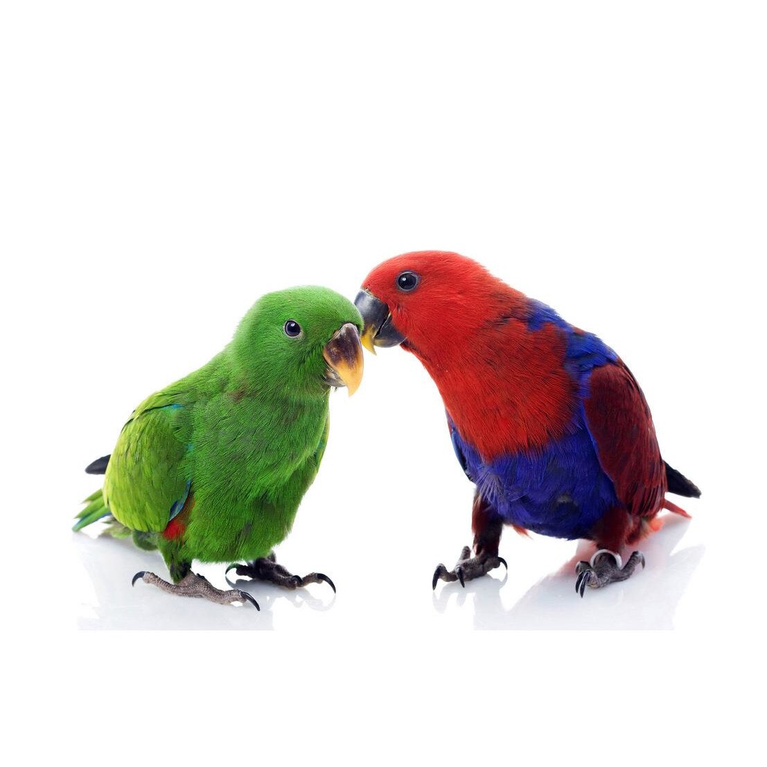 Fototapet Pasari-&-Fluturi - BL-044, 70 x 100 cm