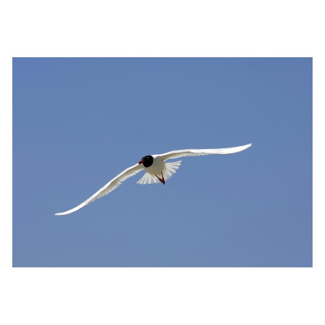 Fototapet Pasari-&-Fluturi - BL-089, 70 x 100 cm