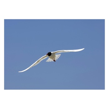 Fototapet Pasari-&-Fluturi - BL-089, 70 x 100 cm Fototapet Pasari-&-Fluturi - BL-089, 70 x 100 cm