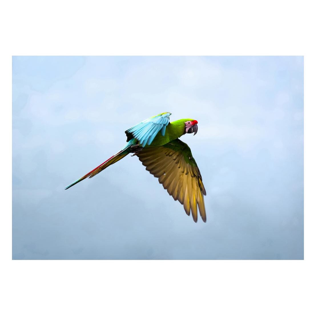 Fototapet Pasari-&-Fluturi - BL-080, 70 x 100 cm