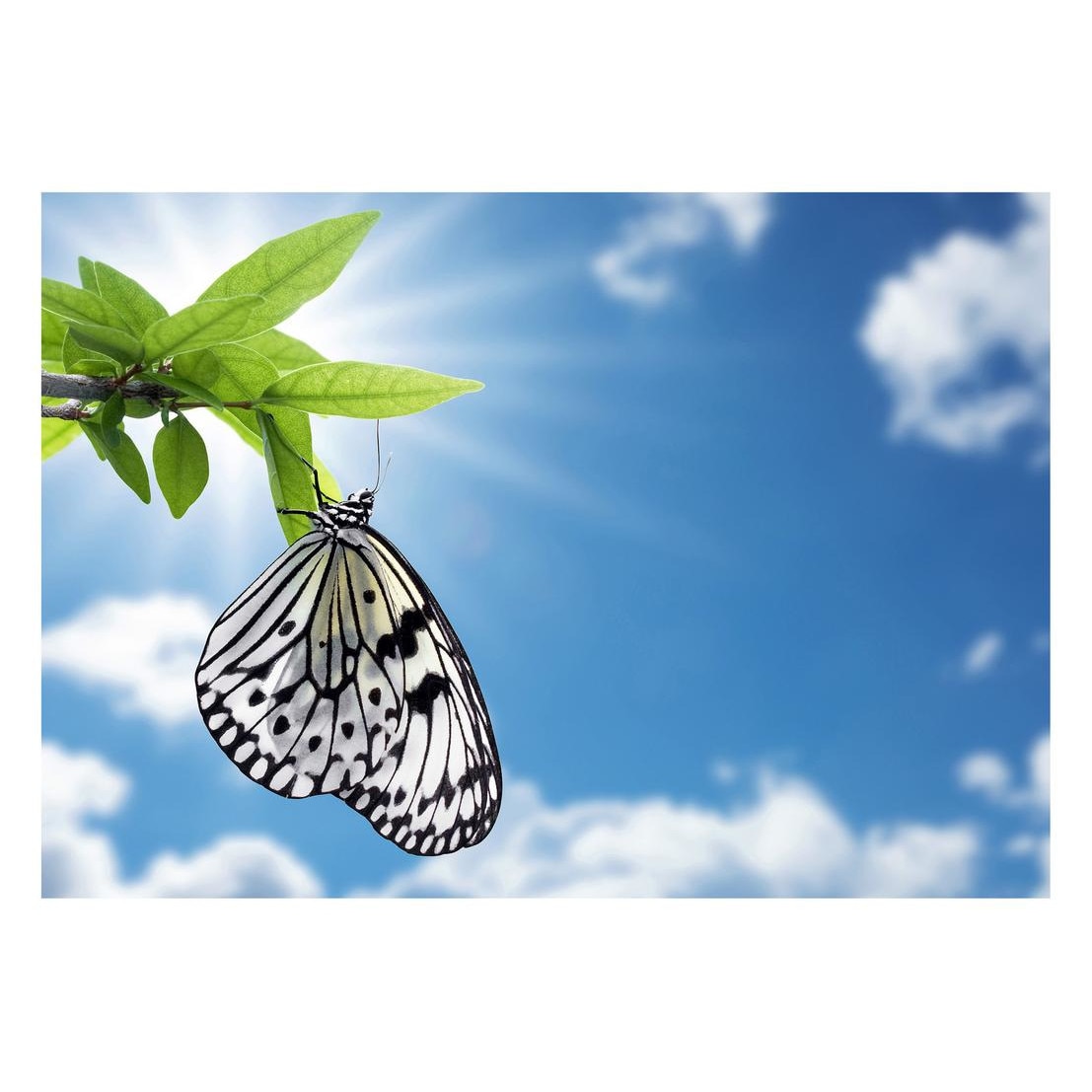 Fototapet Pasari-&-Fluturi - BL-139, 70 x 100 cm