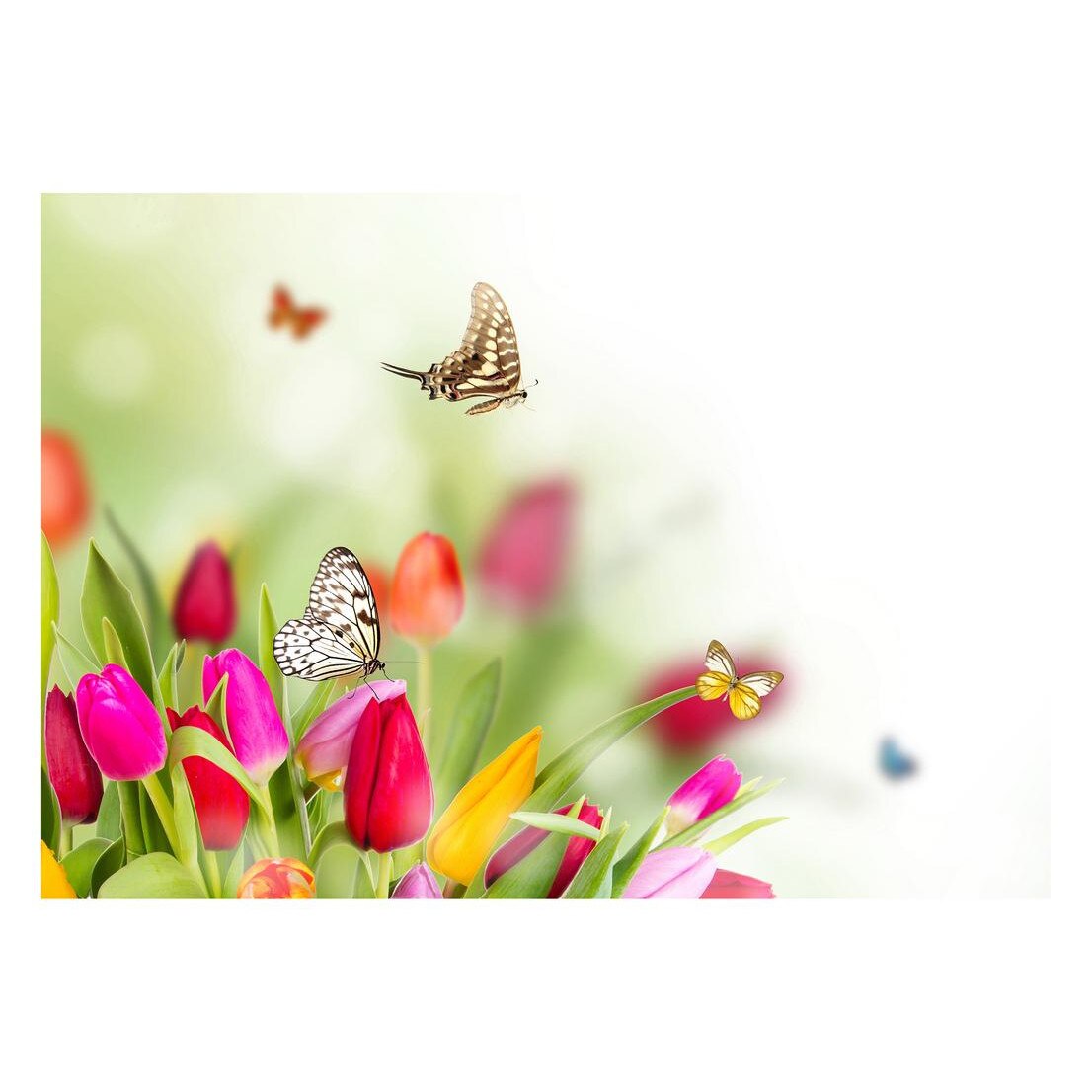 Fototapet Pasari-&-Fluturi - BL-123, 70 x 100 cm