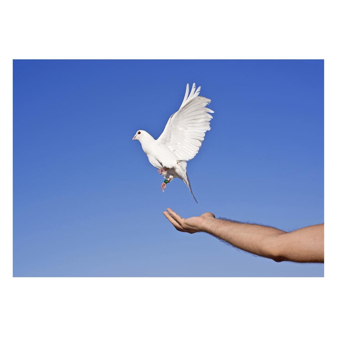 Fototapet Pasari-&-Fluturi - BL-057, 70 x 100 cm