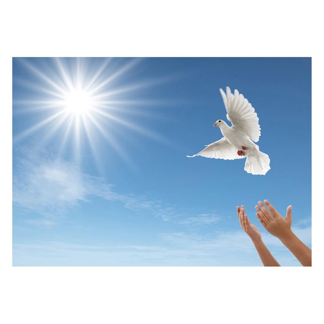 Fototapet Pasari-&-Fluturi - BL-056, 70 x 100 cm