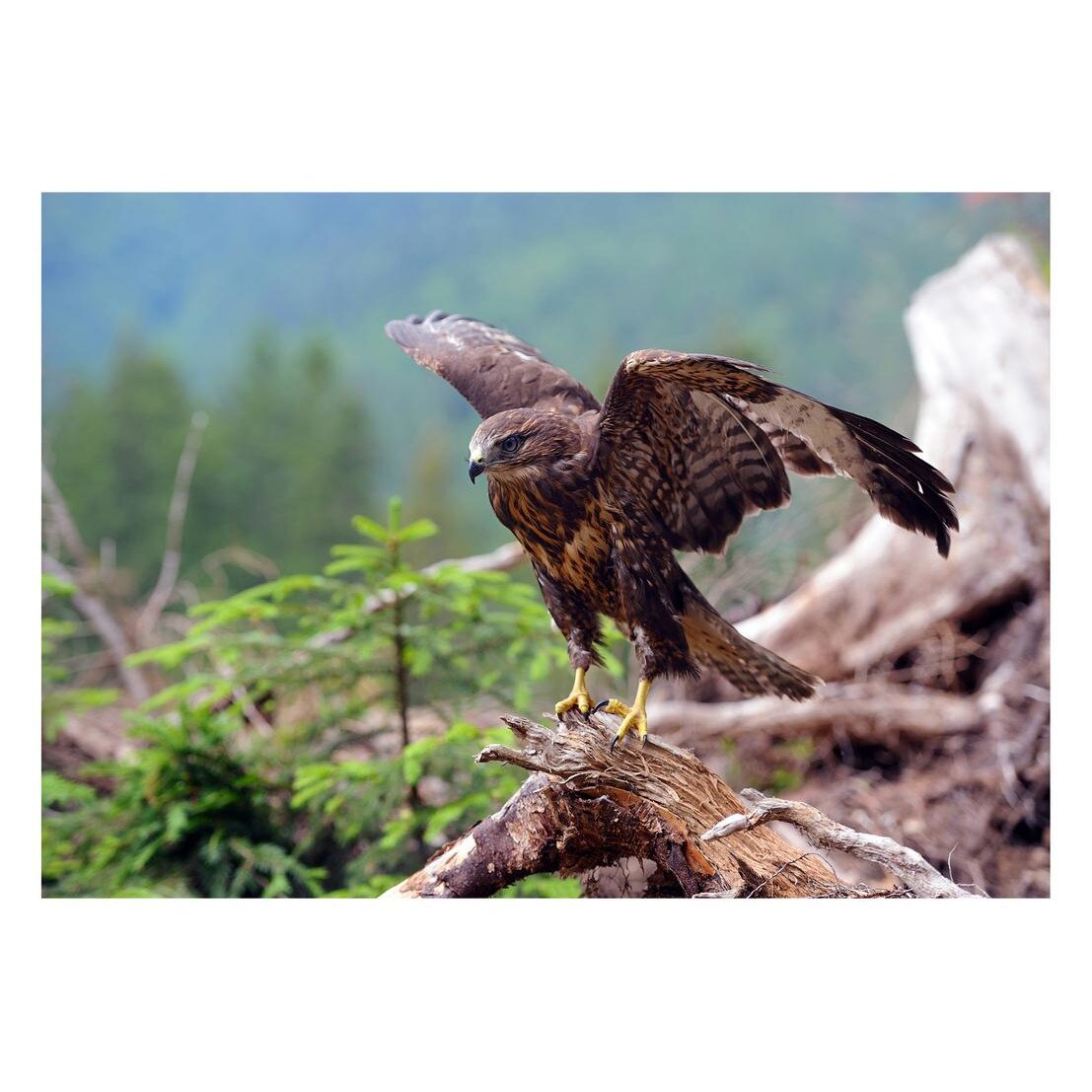 Fototapet Pasari-&-Fluturi - BL-082, 70 x 100 cm