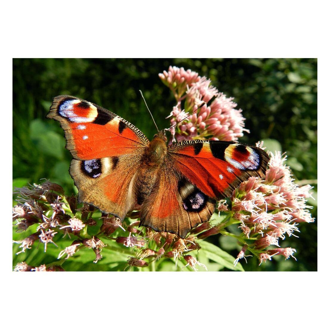 Fototapet Pasari-&-Fluturi - BL-113, 70 x 100 cm