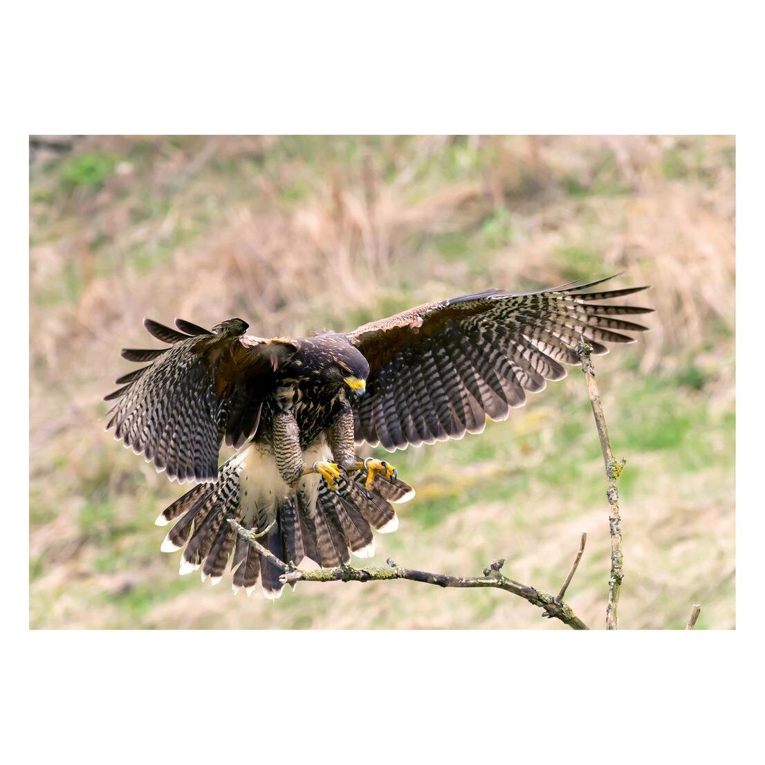 Fototapet Pasari-&-Fluturi - BL-092, 70 x 100 cm