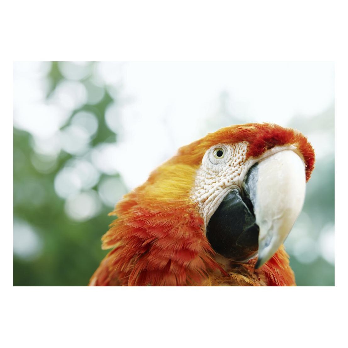 Fototapet Pasari-&-Fluturi - BL-041, 70 x 100 cm