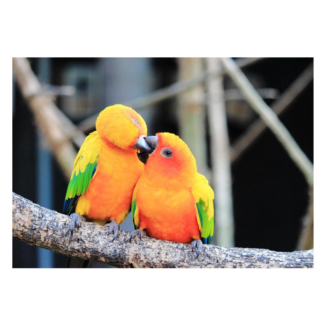 Fototapet Pasari-&-Fluturi - BL-035, 70 x 100 cm