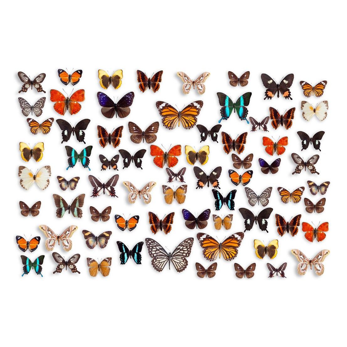 Fototapet Pasari-&-Fluturi - BL-099, 70 x 100 cm