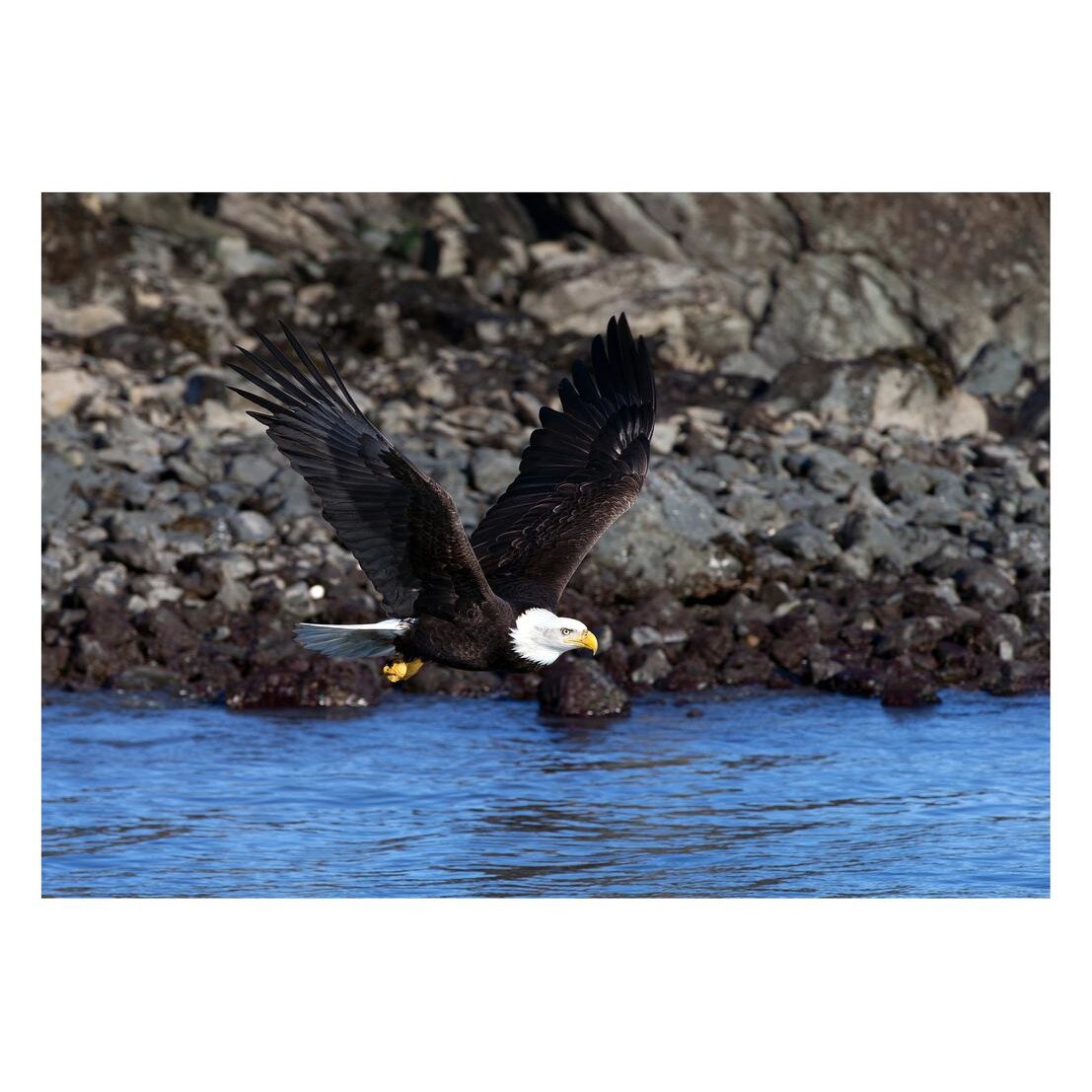 Fototapet Pasari-&-Fluturi - BL-093, 70 x 100 cm