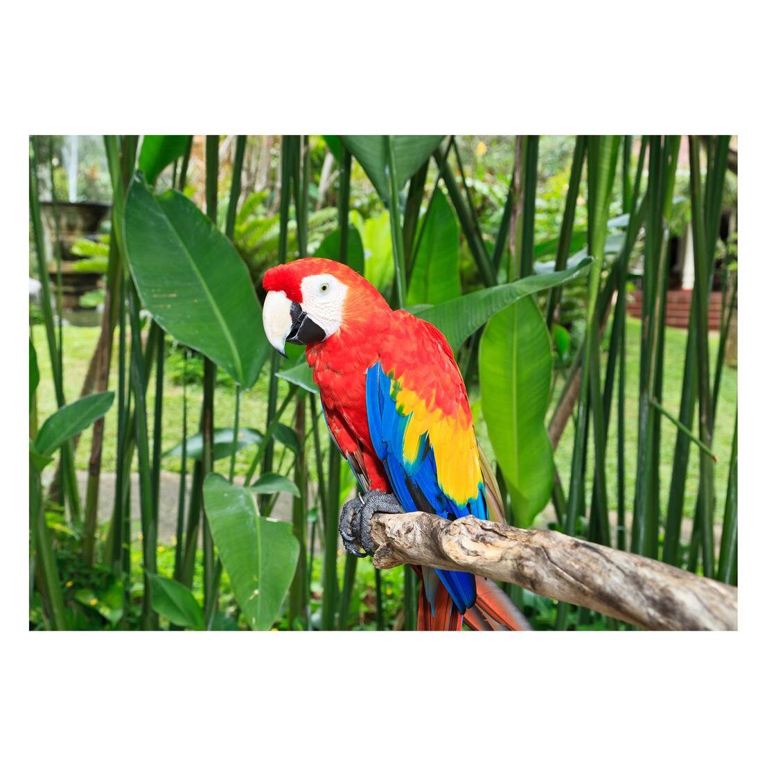 Fototapet Pasari-&-Fluturi - BL-040, 70 x 100 cm