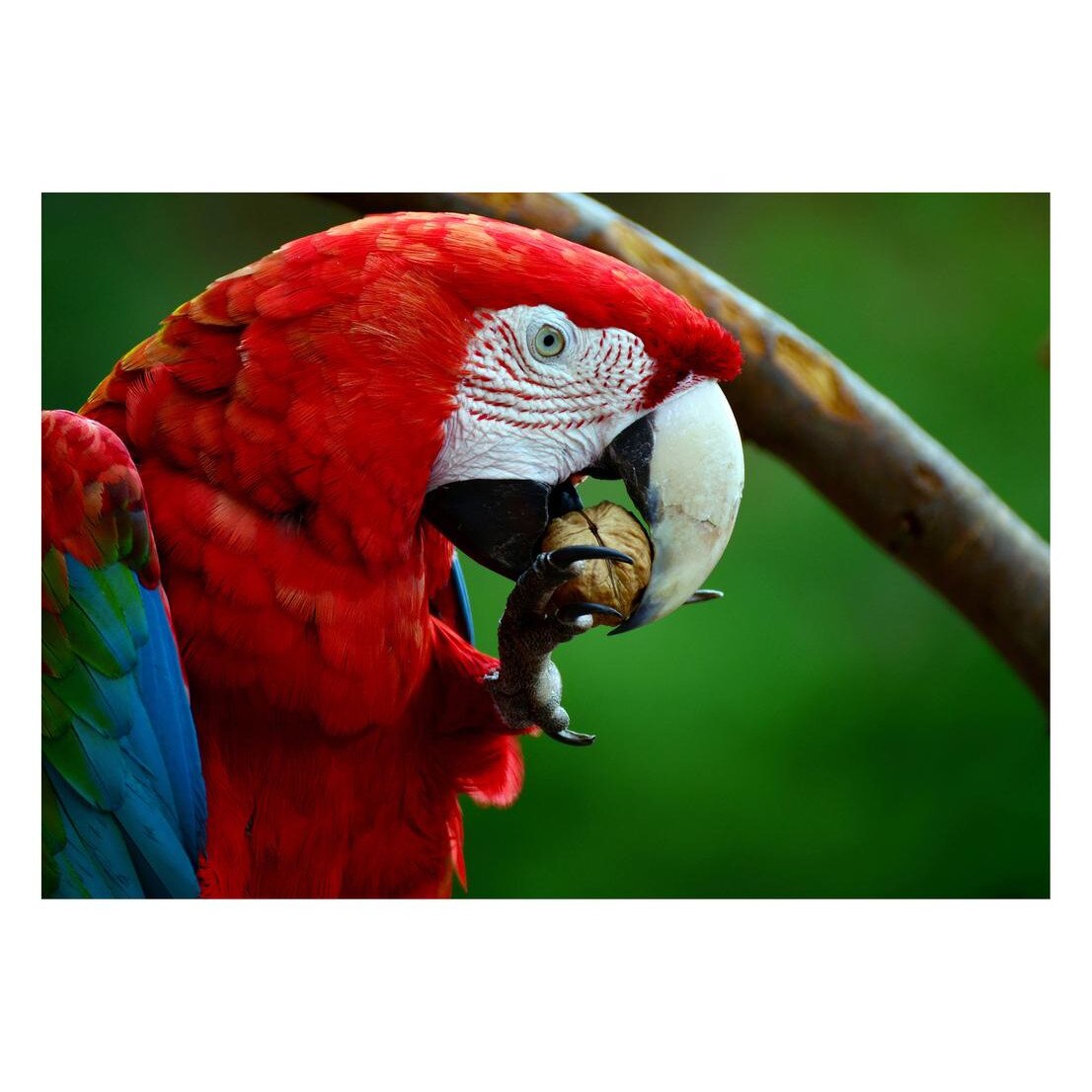 Fototapet Pasari-&-Fluturi - BL-036, 70 x 100 cm