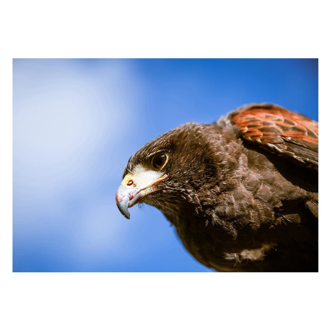 Fototapet Pasari-&-Fluturi - BL-016, 70 x 100 cm