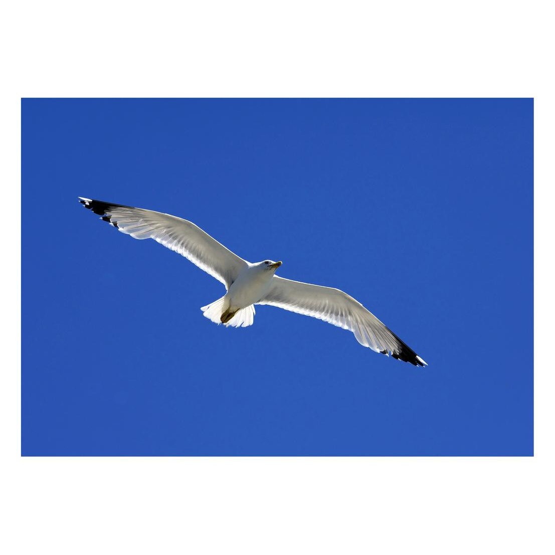 Fototapet Pasari-&-Fluturi - BL-088, 70 x 100 cm