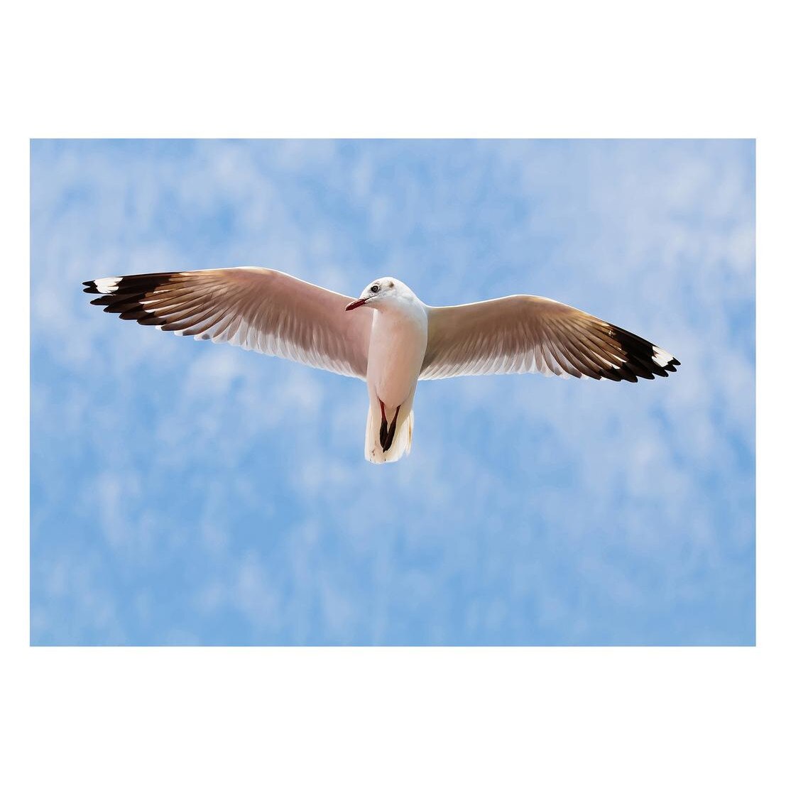 Fototapet Pasari-&-Fluturi - BL-087, 70 x 100 cm