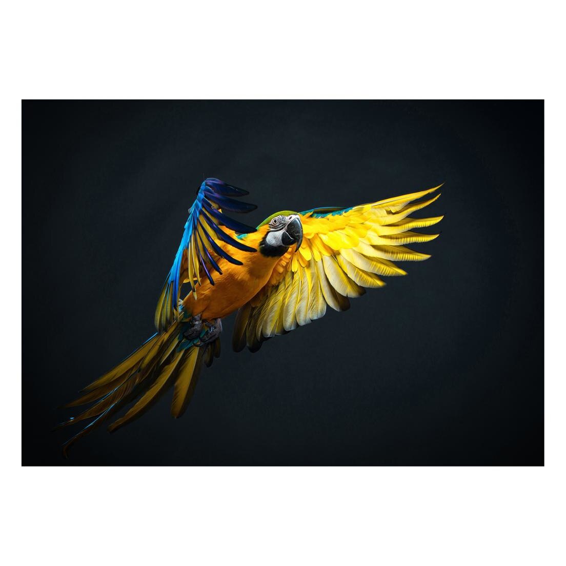 Fototapet Pasari-&-Fluturi - BL-043, 70 x 100 cm