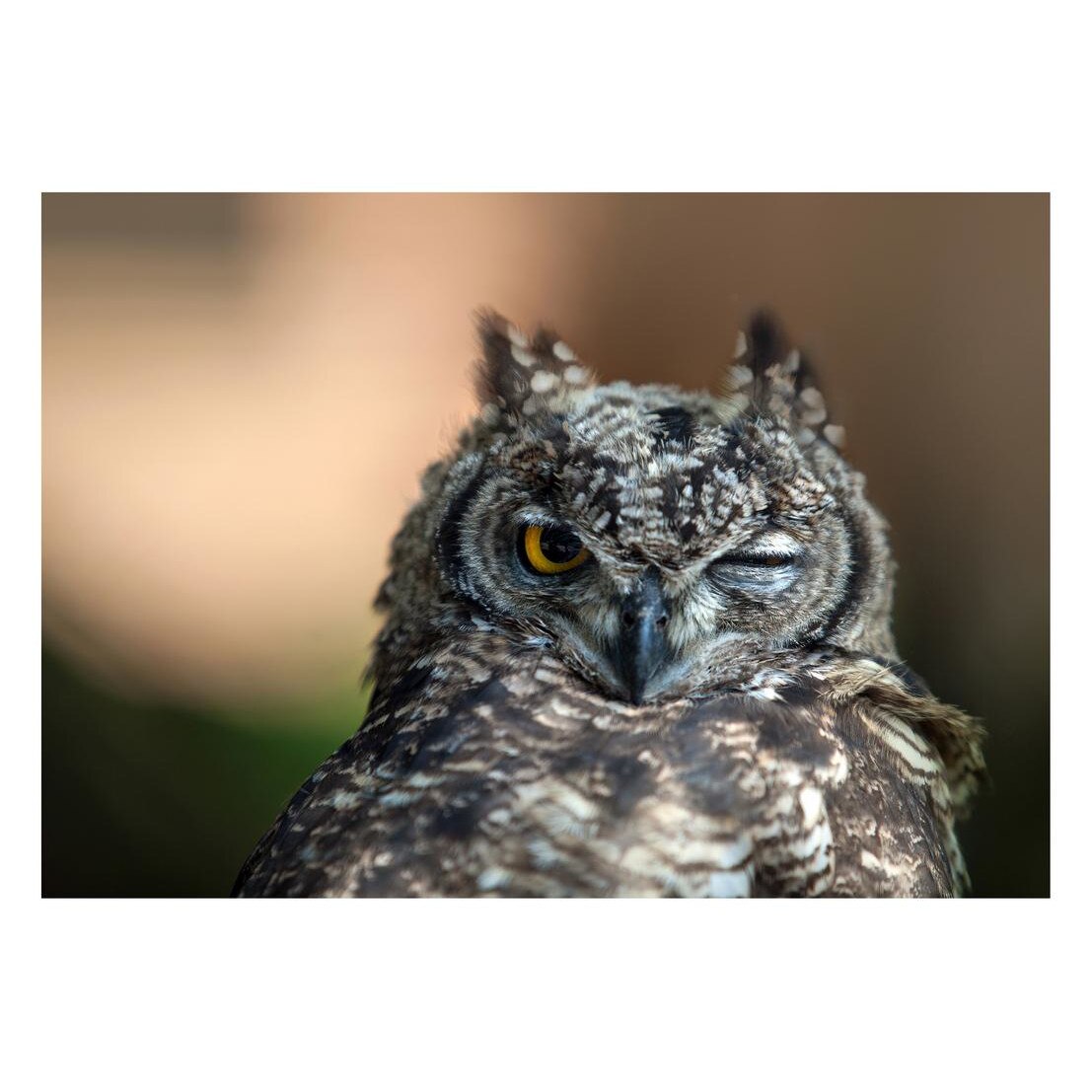 Fototapet Pasari-&-Fluturi - BL-004, 70 x 100 cm