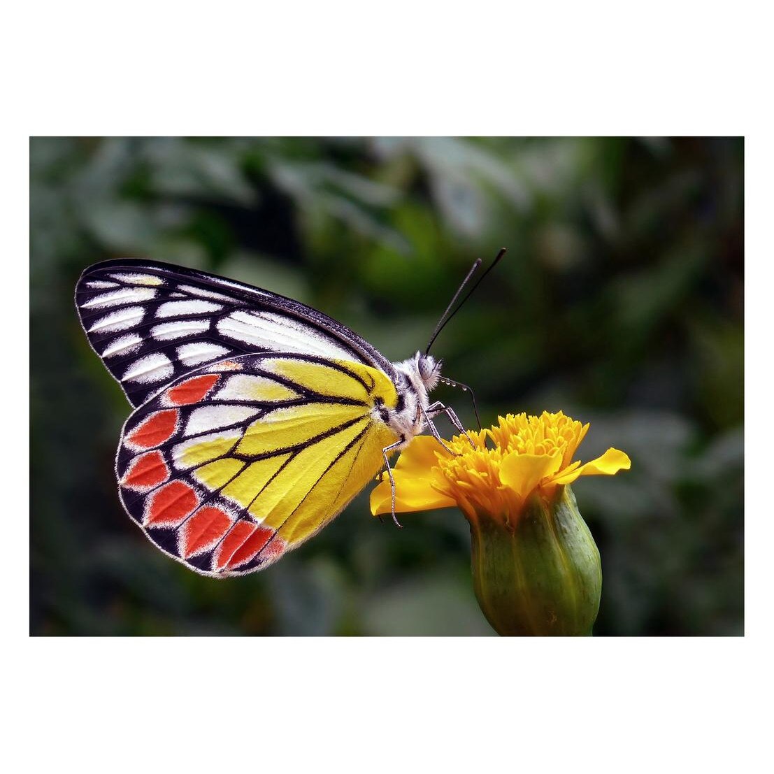 Fototapet Pasari-&-Fluturi - BL-111, 70 x 100 cm